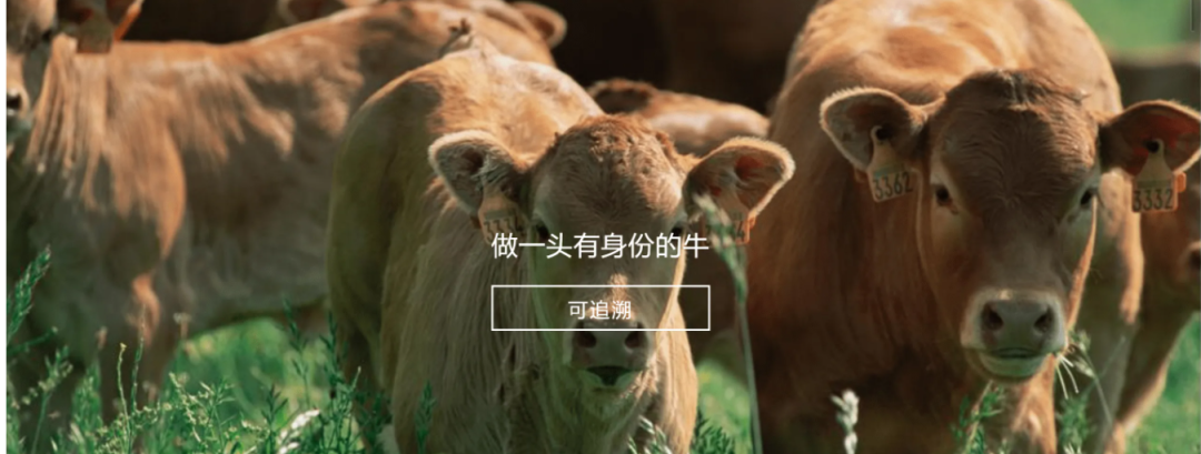 江南官方网站·(大中国区)官网参与制定《牛肉追溯技术规程》国家标准 助力牛肉产品“从产地到餐桌”追溯管理上行快车道